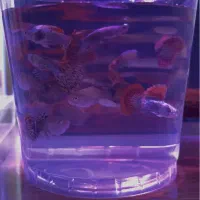 گوپی بیگ ایر گریدA