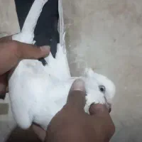 کبوتر دنبی جفت ماده|پرنده|شوشتر, |دیوار