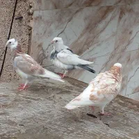 چند تا کبوتر پرشی دارم برای فروش