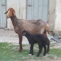 یک گوسفندبره دار.و یه گوسفند آبست شیر کرده
