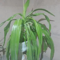 گل ذرتی|گل و گیاه طبیعی|مرودشت, دولت آباد|دیوار