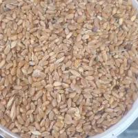 گندم قرمز آبی بذری هما