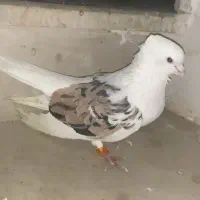 کفتر|پرنده|دورود, |دیوار