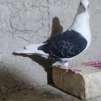 ماده پلاکی