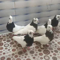 کبوتر