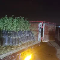 نهال پسته بادامی زرندی