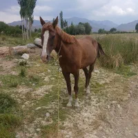 اسب مادیون ارام  سالم وسر حال