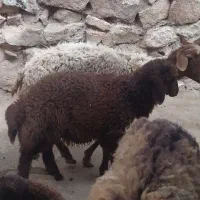 میش بره دار بره نر بره بزرگ40کیلویی قیمت29500