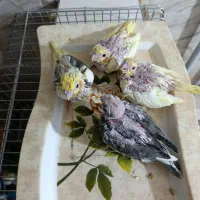 جوجه عروس هلندی