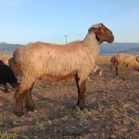 بره قوچی نژاد ترکمنی