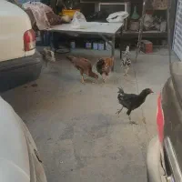 فروش مرغ و خروس محلی|حیوانات مزرعه|پاکدشت, پاکدشت (مامازند)|دیوار