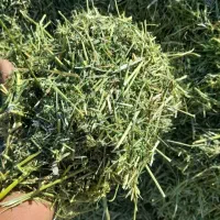 کاه یونجه|خدمات باغبانی و درختکاری|برازجان, |دیوار