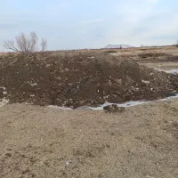 ذرت کشت دوم