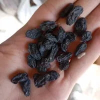 فروش عمده مویز سیاه کردستان دیم.ریز و درشت ۱۴۰۴|خوردنی و آشامیدنی|رودهن, |دیوار