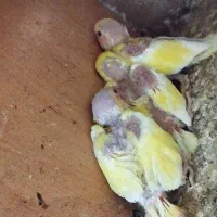 سه عدد جوجه کوتوله