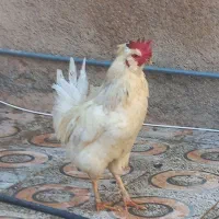 خروس