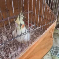 عروس هلندی|پرنده|قیدار, |دیوار