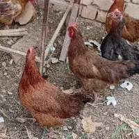 مرغ بومی