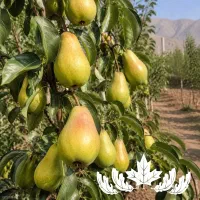 پیش فروش نهال گلابی بیروتی زودبازده و تجاری
