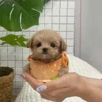 فسقلی های بامزه عروسکی|سگ|کرمانشاه, |دیوار