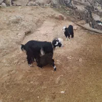 ۳ عدد بز یک عدد تیشتر