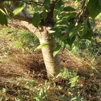 فروش چوب گیلاس