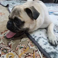 پاگ مینی|سگ|کهریزک, |دیوار