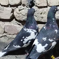 شتری