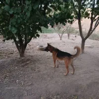 سگ ژرمن کلاسیک|سگ|شاهرود, |دیوار