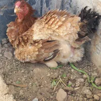 مرغ لاری اصل کرچ کرک