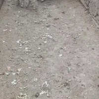 بره نر با بز بزغاله