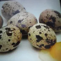 تخم بلدرچین