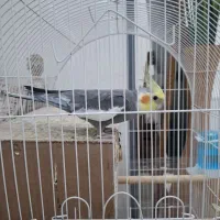 جفت عروس مولد معاوضه با قناری