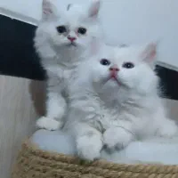 واگذاری بچه گربه اسکاتیش