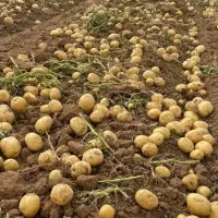 سیب زمینی خوش طعم