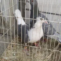 کفتر ساده وسبز