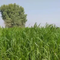 اجاره زمین کشاورزی|اجارهٔ دفتر صنعتی، کشاورزی، تجاری|چاه مرید, |دیوار