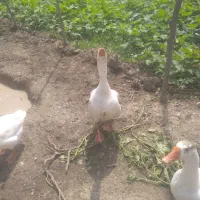 قوغاز