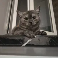 گربه بریتیش نر،فلت،رنگ خاکستری تیره،چشمای زرد|گربه|اراک, |دیوار