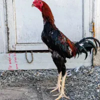 خروس لاری اوشامو