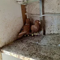 کلاغ نواری پرتغالی|پرنده|مشهد, آبکوه|دیوار