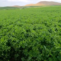 بذر با باردهندگی بسیار بالا و تضمینی