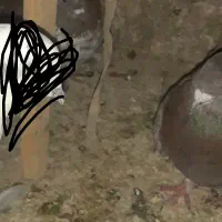 گم کردم