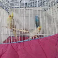 عروس هولندی