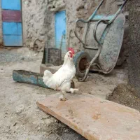 خروس برهما