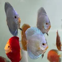 ماهی آکواریوم مفت  ، آموزش
