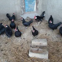 تخم نطفه دار