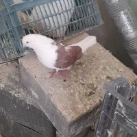 نروماده دوکت تهرانی