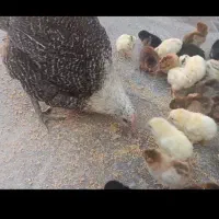 جوجه زیر مرغی