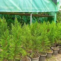 درختچه زینتی کاج لاوسون